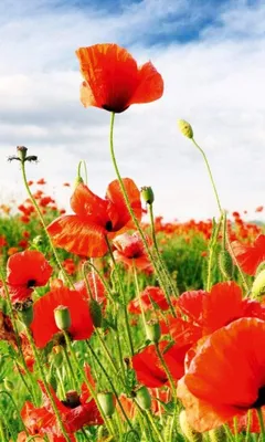 Produktbild von Fototapete - Red Poppies 150x250cm - Vliestapete