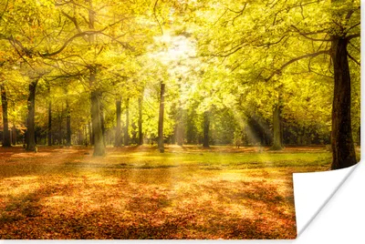 Produktbild von MuchoWow® Poster Baum - Natur - Sonne - Landschaft - Wald 60x40 cm - Schlafzimmerdekoration
