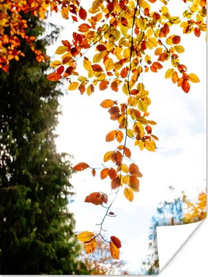 Produktbild von MuchoWow® Poster Herbst - Laub - Natur 120x160 cm - Wandbilder