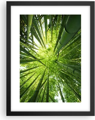 Produktbild von Gerahmtes Poster - Schwarzer Rahmen - Bambus Dschungel Grün - 30x40 cm - Wand Bild - Wanddeko - Wandbilder - Kunstposter - Wandposter - Bilderrahmen - Bilder - Kunstdruck - Wandbild - P2BPA30x40-4235