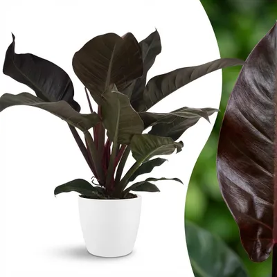 Image de Green boutiQ - Plante d'intérieur - Philodendron - Philodendron Imperial Red - Rouge - Peu d'entretien - 1 plante - avec pot blanc - Pot 19 cm - Hauteur 60 cm