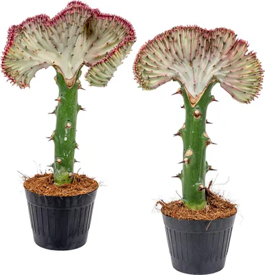 Zdjęcie produktu dla Bloomique - Zestaw 2 szt. - Euphorbia Lactea Cristata - Roślina kaktusowa - Roślina doniczkowa - Oczyszczająca powietrze - Przyjazna dla zwierząt - Łatwa w utrzymaniu - Wysokość 20-30 cm - Doniczka 11 cm
