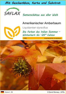 Produktbild von SAFLAX - Geschenk Set - Amerikanischer Amberbaum - 100 Samen - Mit Geschenk- / Versandbox, Versandaufkleber, Geschenkkarte und Anzuchtsubstrat - Liquidamber styraciflua