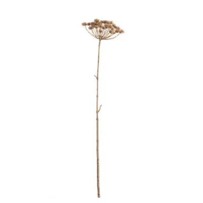 Obrázok produktu pre Heracleum 125cm