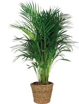 Produktbild von Bloomique - Dypsis Lutescens - Goldpalme - Areca - Palme - Zimmerpflanzen - Luftreinigend - Tierfreundlich - 100-110 cm Hoch - Rattan Korb 21 cm