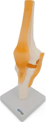 Produktbild von Kniegelenk Knie Anatomie Modell lebensgroß leicht beweglich