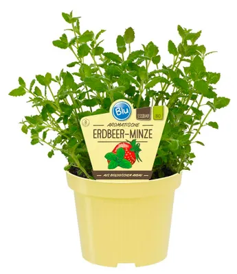 Produktbild von Erdbeer-Minze- Mentha species - Kräuterpflanze im 12cm Topf