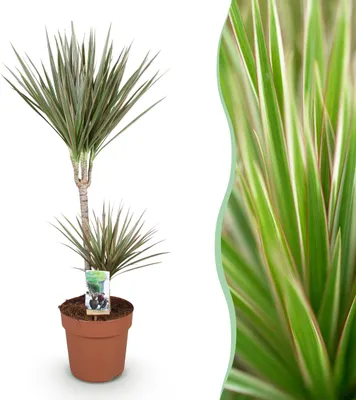 Imagen del producto de Dracaena Marginata Bicolor - Dragonera - Bajo mantenimiento - Verde - 90-100cm - Ø21cm - Planta de interior - Hojas perennes