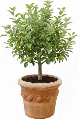 Produktbild von Blumentopf Pflanzentopf Terrakotta Limoni Toscana 60