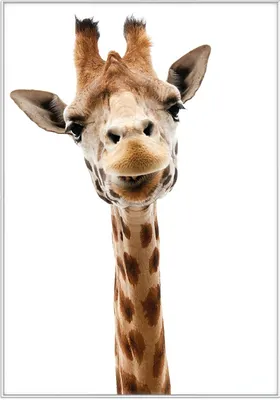 Produktbild von Wallario Wandbild Giraffenkopf, Größe: 70,30 x 100,30 cm, Poster mit weißem Kunststoffrahmen