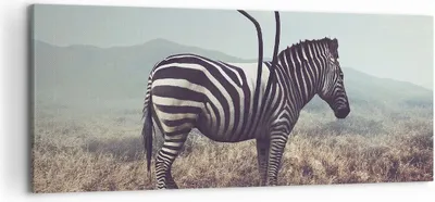 Produktbild von Bild auf Leinwand - Leinwandbild - Zebra Tier Wiese - 120x50cm - Wand Bild - Wanddeko - Wandbilder - Leinwanddruck - Bilder - Kunstdruck - Wanddekoration - Leinwand bilder - Wandkunst - AB120x50-3959