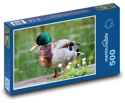 Obrázok produktu pre martinpuzzle - Puzzle 500 - Kacica