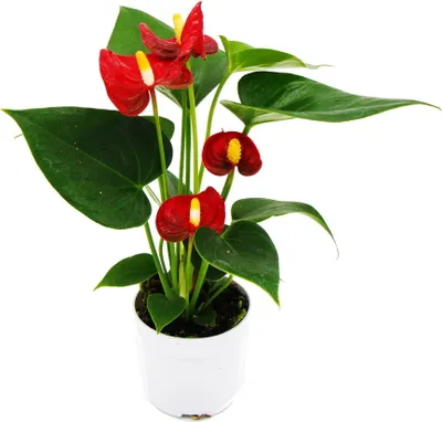 Image de Petite fleur flamant rose - Anthurium andreanum - bébé anthurium - mini plante - pot 7cm - floraison rouge - Red Champion