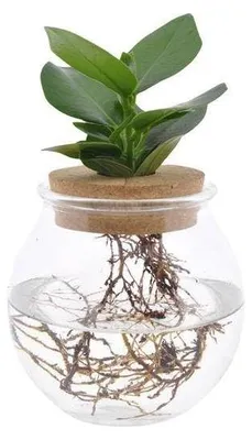 Obrázek produktu pro Clusia v květináči Bolglas, výška 30 cm