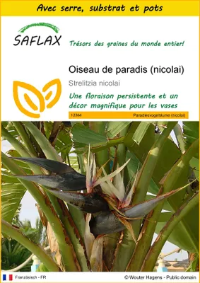 Image de SAFLAX Ensemble de culture - Oiseau de paradis (nicolai) - 5 graines - Strelitzia