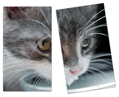 Produktbild von Spritzschutz Herdabdeckplatte Schneidebrett aus Glas Hungrige Katze 2-Teilig (60x52cm)