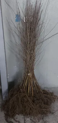Produktbild von Sandbirke Hängebirke Betula pendula 100–150 cm – winterhart, wurzelnackt