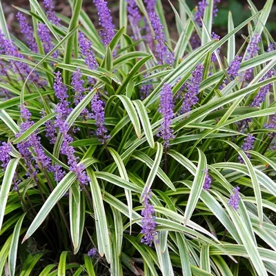Produktbild von 6 x Glöckchentraube - Liriope muscari 'Variegata' | Topf 9cm x 9cm