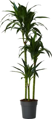 Zdjęcie produktu dla Dracena - Dracaena deremensis 'Janet Craig' - Wysokość 140-150cm - ⌀24cm