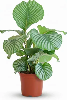 Immagine prodotto di Calathea orbifolia – Ø 21 cm – altezza 60-70 cm – Elegante pianta da appartamento con foglie verde-argentee – Facile da curare e purificatrice dell'aria