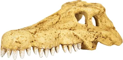 Produktbild von Repti-Zoo Krokodilschädel S - Krokodilschädel
