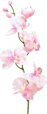 Produktbild von Phalaenopsis Dekoration Orchidee täuschend echt für stilvolle Arrangements