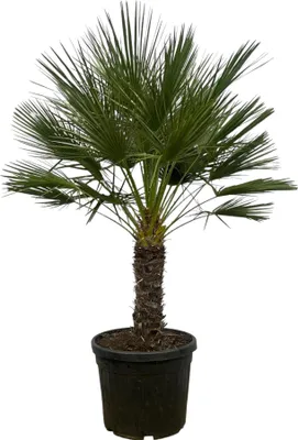 Produktbild von Zwergpalme Chamaerops Humilis 45cm Topf 150cm hoch