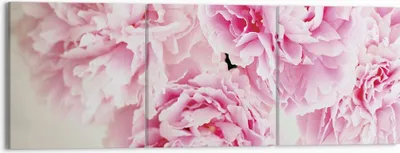 Produktbild von Bild auf Leinwand - Leinwandbild - 3 Teile - Pfingstrosen Blumenstrauß Blumen - 150x50cm - Wand Bild - Wanddeko - Wandbilder - Leinwanddruck - Bilder - Wanddekoration - Leinwand bilder - CA150x50-4961