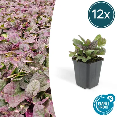 Obrázok produktu pre Pôdopokryvná rastlina - Ajuga reptans 'Burgundy Glow' - Kvetináč 9 cm - sada 12 rastlín