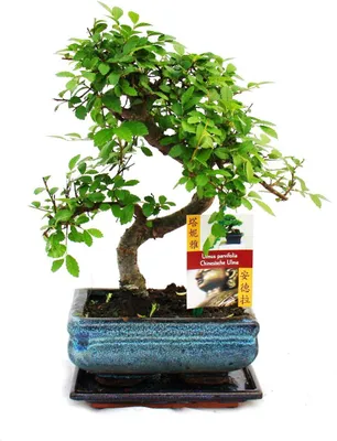 Produktbild von Bonsai jilm cínský - Ulmus parviflora - stárí približne 6 let