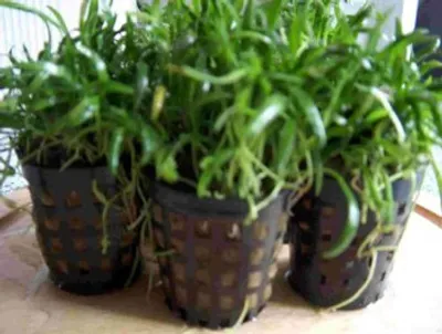 Produktbild von 1 Topf Neuseelandgras, Rasen im Aquarium