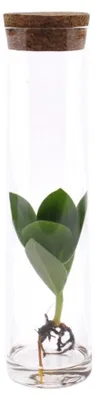 Produktbild von Clusia im Glasrohr - 15cm - Ø5cm - Zimmerpflanze - Immergrün