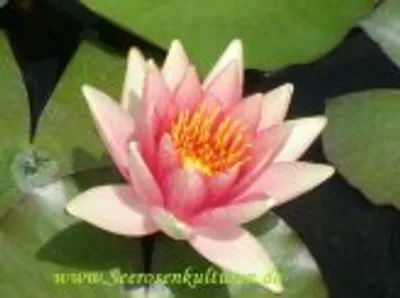 Produktbild von 1 HALBZWERGSEEROSE der Sorte Davied, orange Blüte