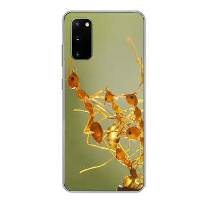 Produktbild von MuchoWow® Handyhülle Schutzhülle Hülle für Samsung Galaxy S20 Ameisen - Orange - Tiere Silikon Softcase Handy Hülle - Bild