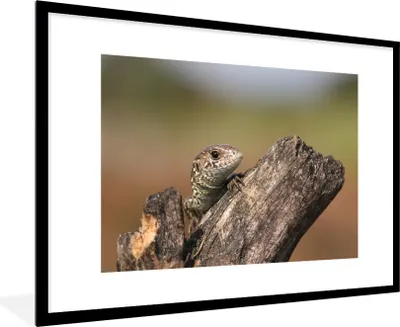 Produktbild von MuchoWow® Gerahmtes Poster Ein Eidechsenbaby 90x60 cm - Poster mit Schwarzem Bilderrahmen Wandposter Rahmen Foto Bilder - Wanddekoration - Fotos
