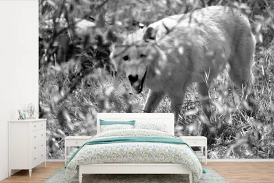 Produktbild von Fotobehang Schwarz-Weiß, Wolf im Gras, Schwarz-Weiß, 525 cm x 350 cm, Schwarz-Weiß, Fotobanner