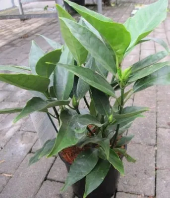 Produktbild von Japanische Aucube - Aucuba japonica Viridis -  Metzgerpalme