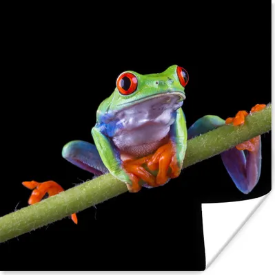 Produktbild von MuchoWow® Poster Frosch - Pflanze - Schwarz 100x100 cm - Babyzimmer
