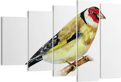 Produktbild von Bild auf Leinwand - Leinwandbild - 5 Teile - Stieglitz Vogel Aquarell - 150x100cm - Wand Bild - Wanddeko - Wandbilder - Leinwanddruck - Bilder - Wanddekoration - Leinwand bilder - EG150x100-4179