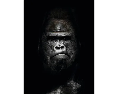 Produktbild von Glasbild Gorilla II GLA2592 60x80 cm