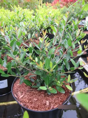 Produktbild von Ilex vomitoria Nana - Yaupon-Stechpalme - 20-25