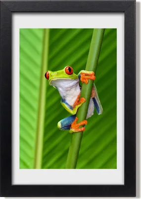 Produktbild von Bild 20x30 MDF-Rahmen, Wandkunst Laubfrosch