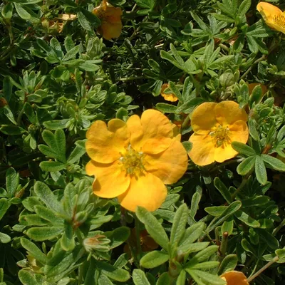 Immagine prodotto di 2 x  Potentilla fruticosa 'Tangerine'  | 20-25 cm in vaso