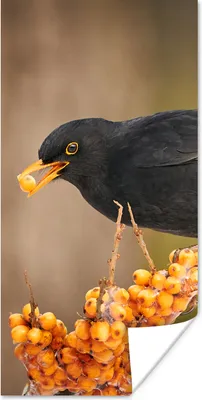 Produktbild von MuchoWow® Poster Vogel - Amsel - Winter - Eis - Beere 40x80 cm - Dekoration
