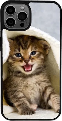 Produktbild von TPU Silikon Hülle für iPhone 17 Handy Cover Case Schutzhülle Handyhülle Bumper MOTIV 271 Katze Kätzchen Kitten
