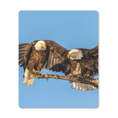 Produktbild von MuchoWow® Mauspad Mousepad Vogel - Äste - Adler - Raubvögel - Luft 30x40 cm - Mousepads - Maus Mat - Pad - Mausunterlage - Mausmatten
