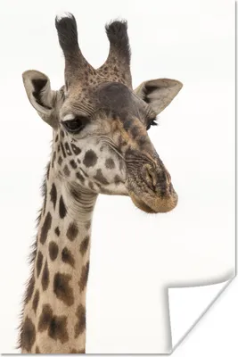 Produktbild von MuchoWow® Poster Giraffe - Tier - Weiß 20x30 cm - Papierdruck