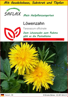Produktbild von SAFLAX Anzucht Set - Löwenzahn - Taraxacum officinale - 200 Samen - Mit Mini-Gewächshaus, Anzuchtsubstrat und 2 Töpfen