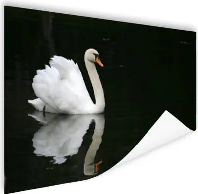 Produktbild von MuchoWow® Poster Schwan - Wasser - Schwarz 120x80 cm - Bilder