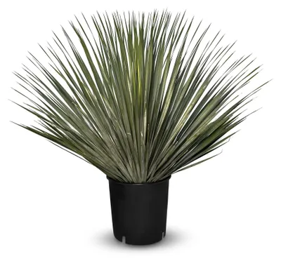 Zdjęcie produktu dla Yucca Rostrata - roślina mrozoodporna do -20 °C - idealna do ogrodu